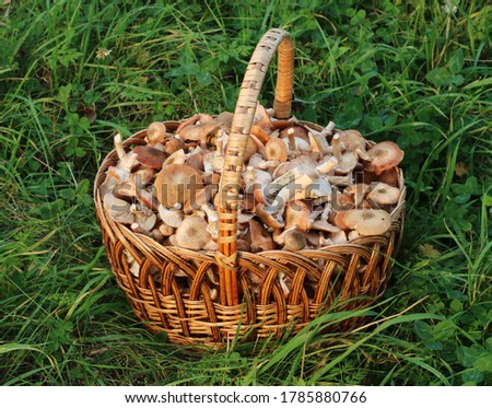 Picked edible fungi in wicker basket on a green grass. Honey fungus (Armillaria mellea) . Trophies of a mushroom hunt for vegan food
