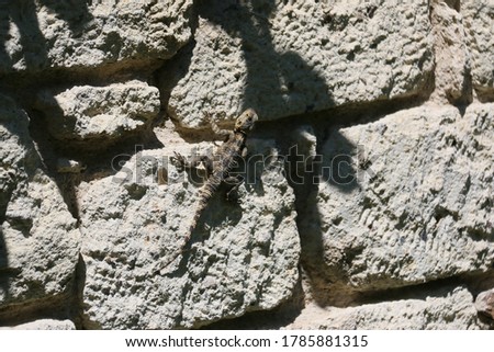 
brown lizard sunbathing on stone wall in the garden