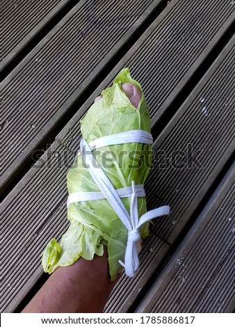 Wrapped  legs with white cabbage leaves.Cabbage Leaves Can Pull Out Diseases From Our Body. Wrapping leg in cabbage for pain relief Royalty-Free Stock Photo #1785886817