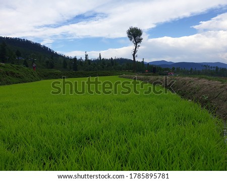 Landscape nature huge beautiful hills and blue sky. Green Plants paddy fields and cloudy sky a natural beauty and beautiful scenery in summer. View of nature looks cool. Small trees growing in summer.