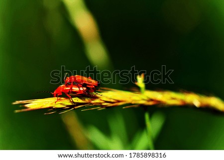 Two red insects on the field grass