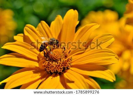 A bee sitting on wildflowers
