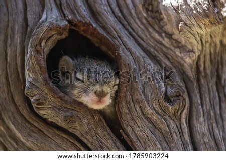 A tiny baby Tree Squirrel sleeping while its head is peeping out the nest