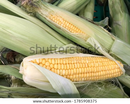 Macro photo fresh corns vegetable. Stock photo fresh corn swing background texture