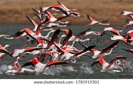 Greater flamingo in the water Royalty-Free Stock Photo #1785919301