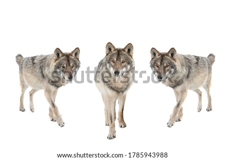 three gray wolf isolated on a white background.