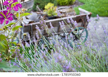 lavender and clematis in the background of an old wooden wagon