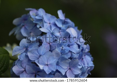 The large flowers of the hydrangea are in full bloom