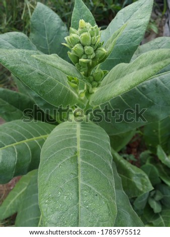 Tobacco plant (nicotiana tabacum) with flower buds thrive in the fields. Blooming tobacco plant with green leaves. Tobacco plants are commonly used for cigarettes or medical purposes. Royalty-Free Stock Photo #1785975512