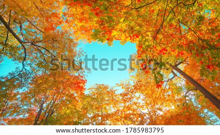 Autumn forest background. Vibrant color tree, red orange foliage in fall park. Nature change scene. Yellow leaves in october season Sun in blue sky Sunny day weather, bright light banner, border frame Royalty-Free Stock Photo #1785983795