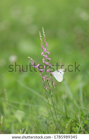 A cabbage butterfly and Spiranthes sinensis of the pink flower