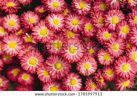 The autumn Flowers, chrysanthemum flowers wallpaper background.