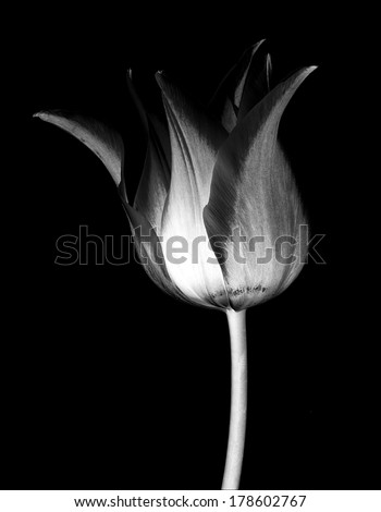 Single  tulip  isolated 