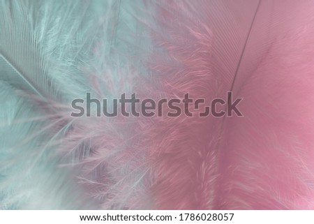 Exotic texture feathers background close up. Soft feathers pattern for your design. Macro photography view.