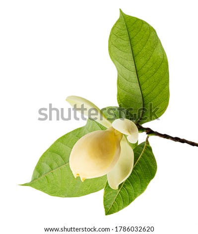 Magnolia liliifera flower with leaves, Egg magnolia flower isolated on white background, with clipping path 