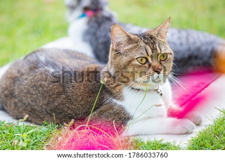 young female kitten on the grass in the backyard. brown white British shorthair cat in between yellow and red flowers. yellow eyes of a cat. Close-up of a cat face