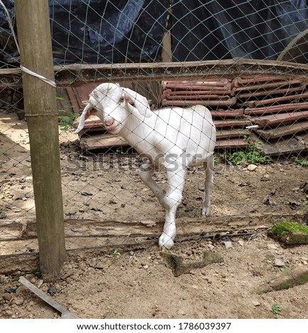 a white pet goat picture at India, West Bengal 29 July 2020