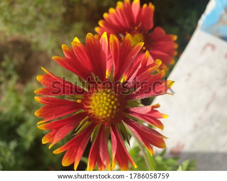 Red flower with green background .