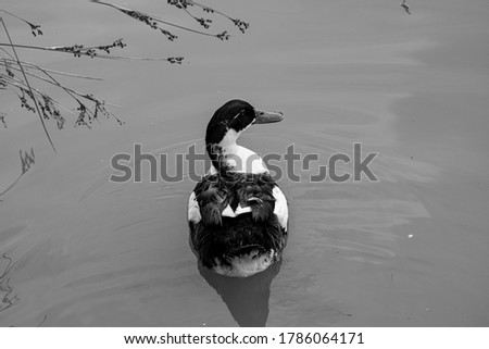Black and white colors duck