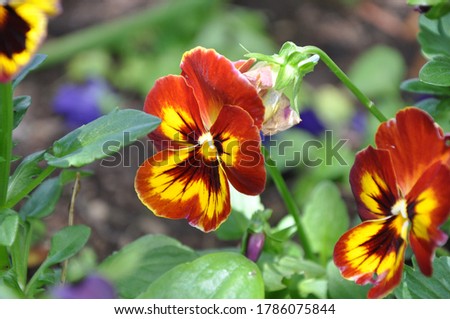 Rust-red and golden-yellow pansies in diffused light, shot in macro.