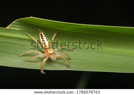 yellow jumping spider(cosmophasis species) on grass leaf