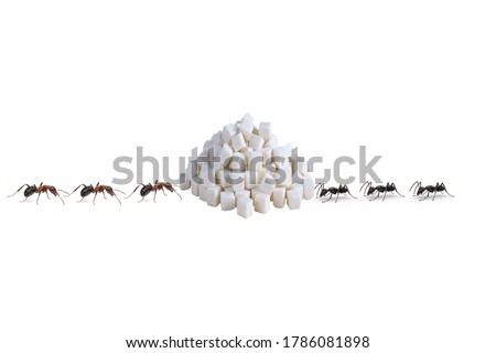 Red ants and Black ants eat a piece of sugar on white background.foraging.scramble.
battle