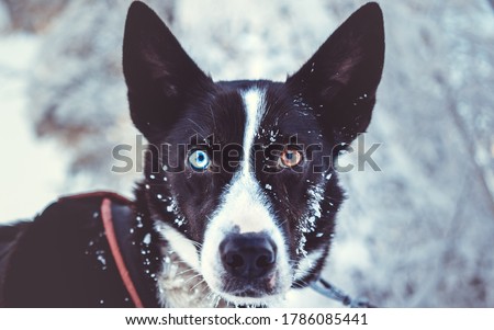 Photography of a different colored eyes Husky taken in Lapland.