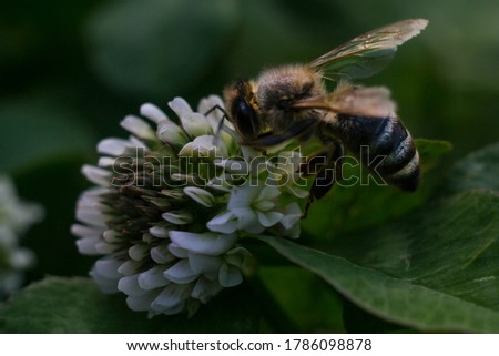 The bee flew to the flower of the clover