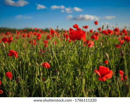 
field of red poppies among green grass