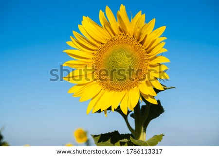 Photo of a sunflower against a blue sky. Summer flowers. Oil-bearing crops photo.