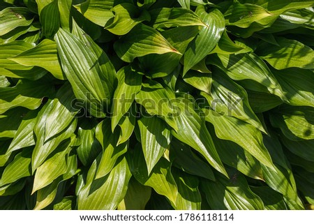 Background from green leaves of ornamental plant on a sunny day