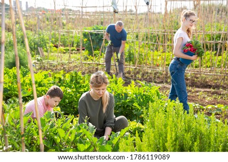 Adult woman working at small home garden with her family, engaged in cultivation of vegetables
 Royalty-Free Stock Photo #1786119089