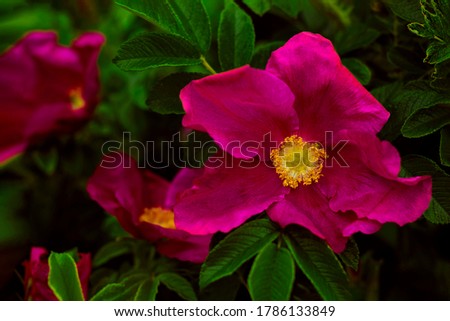 The rich crimson tea rose with a bright yellow center. The vivid photo was shot close-up on the backdrop of a blurry home garden for your cozy design.