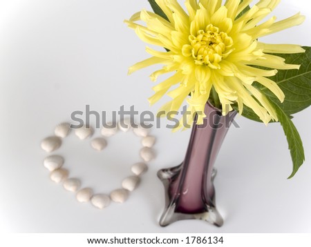 shells, flowers in glass on white background