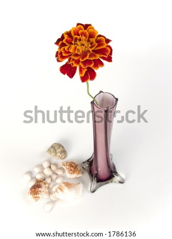 shells, flowers in glass on white background