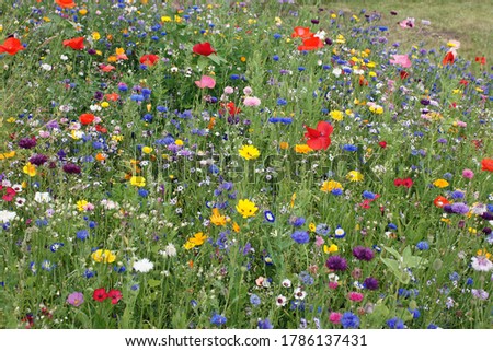 colorful summer meadow with beautiful wild flowers  Royalty-Free Stock Photo #1786137431