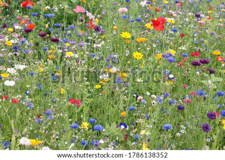colorful summer meadow with beautiful wild flowers  Royalty-Free Stock Photo #1786138352
