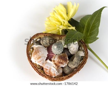 shells in basket