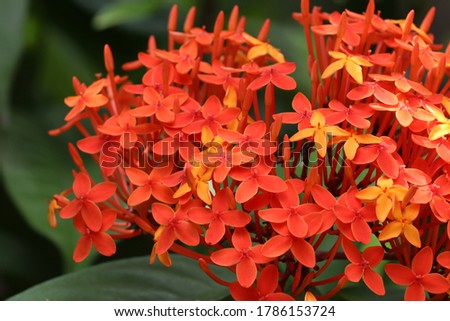 red and yellow ixora flower