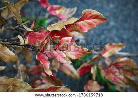 Red and yellow autumn leaves on gray pavement road background top down view