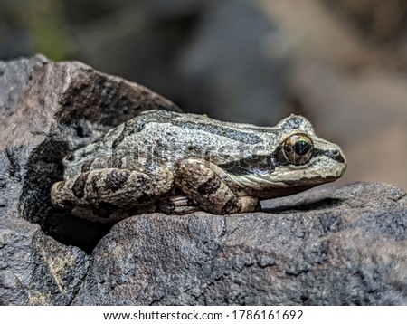 close-up of a gray and spotty Sierran tree frog 