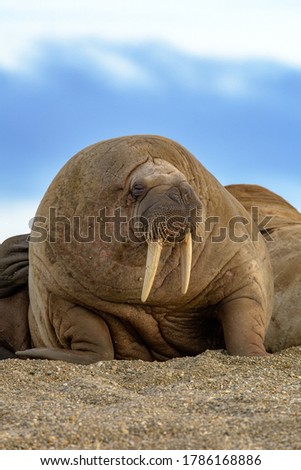 A walrus in Svalbard in the Norwegian Arctic.

Walrus against a blue sky.

Walrus isolated.