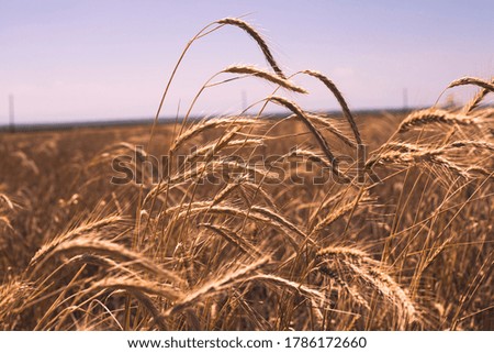 Ears of golden wheat close up. Beautiful nature sunset field background.