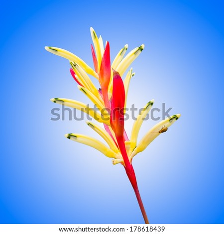 Heliconia  yellow flower and bug