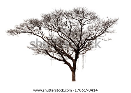 Dead Trees isolated on white background, tropical trees isolated used for design, File contains with clipping path so easy to work.