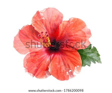 Watercolor brush drawing of bright large flower and leaf of red hibiscus isolated on white background