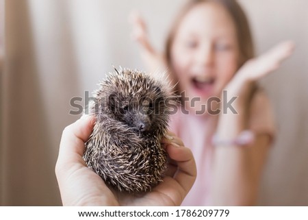 A surprise for the girl in her mother's hand is a small hedgehog. Blur, selective focus, horizontal