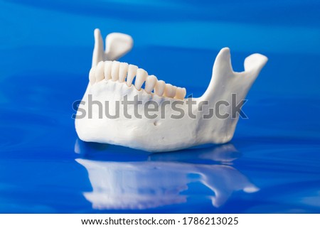 Model of lower jaw with mandibular dentition and normal positioning of teeth on blue background Royalty-Free Stock Photo #1786213025