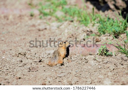 Ground squirrel guarding its hiding pipe
