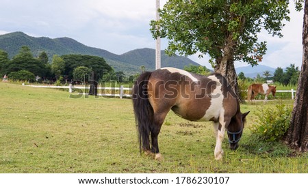 Pony eating grass in a field with mountain view in the background. 